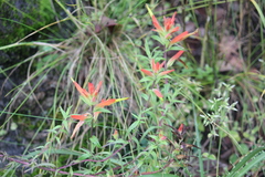 Castilleja tenuiflora