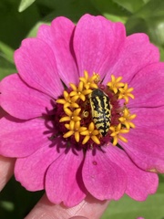 Acmaeodera amplicollis