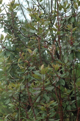 Arbutus