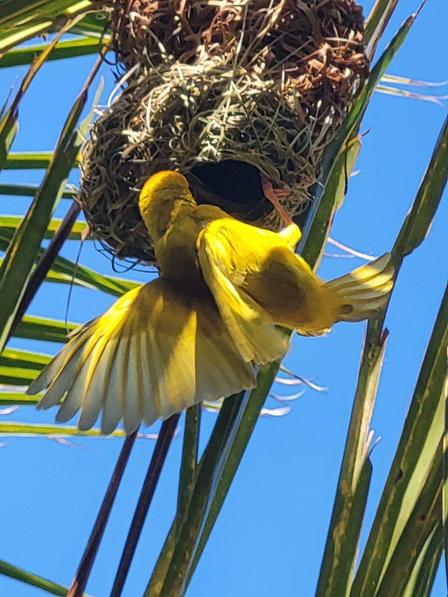 African Golden-Weaver illustration