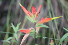 Castilleja tenuiflora