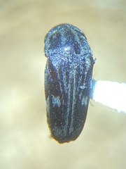 Tomoxia lineella