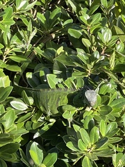 Iguana iguana