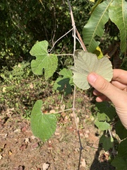 Vitis mustangensis