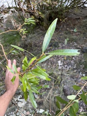 Salix lasiandra