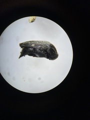 Tomoxia lineella