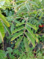 Calliandra tweediei