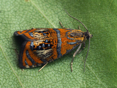 Olethreutes arcuella