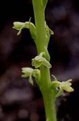 Platanthera cooperi