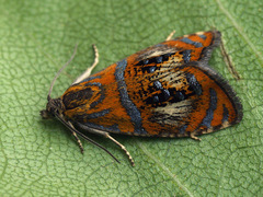 Olethreutes arcuella