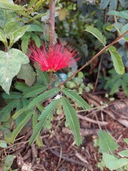 Calliandra tweediei