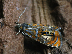 Olethreutes subtilana