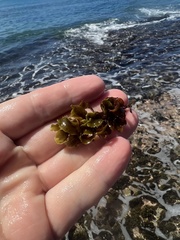 Sargassum fluitans