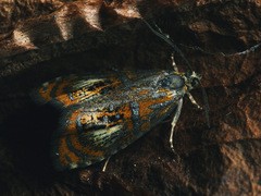 Olethreutes subtilana