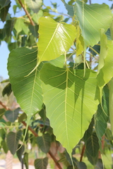 Ficus religiosa