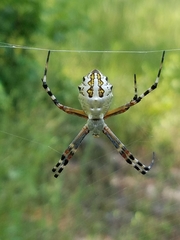 Argiope florida
