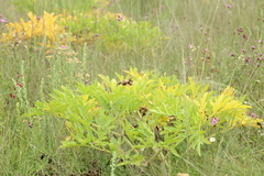 Prionosciadium thapsoides