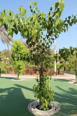 Ficus religiosa