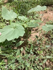 Proboscidea louisianica