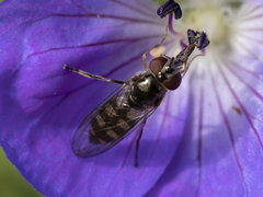 Platycheirus peltatus
