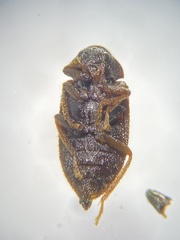 Ptilodactylidae