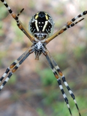 Argiope florida