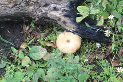 Lentinus