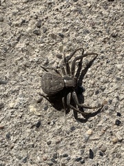 Xysticus