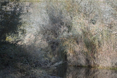 Alcedo atthis ispida