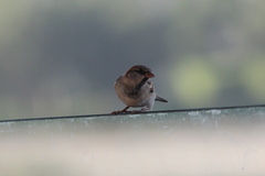 Passer domesticus