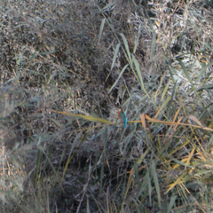 Alcedo atthis ispida