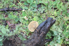 Lentinus