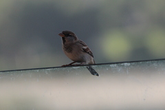 Passer domesticus
