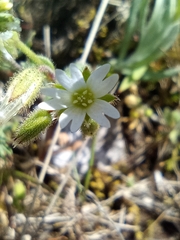 Cerastium fontanum