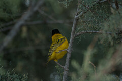 Ploceus melanocephalus