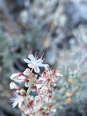 Eriogonum wrightii membranaceum