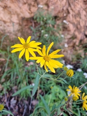 Helianthinae