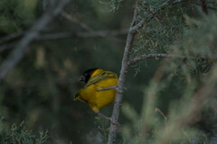 Ploceus melanocephalus