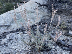 Eriogonum wrightii membranaceum