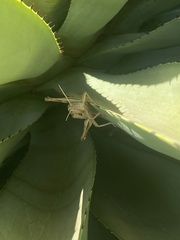 Cyrtacanthacris tatarica