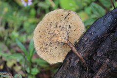 Lentinus
