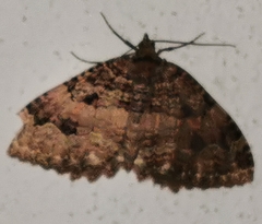 Triphosa dubitata