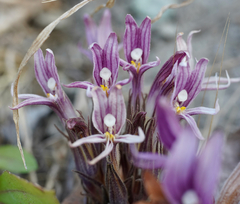 Aphyllon californicum