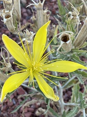 Mentzelia laevicaulis