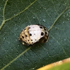 Olla v-nigrum