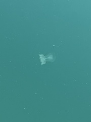Polyorchis penicillatus