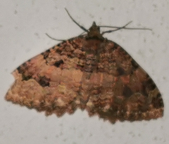 Triphosa dubitata