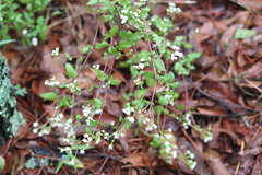 Eupatorieae