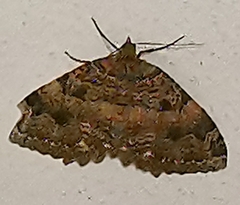 Triphosa dubitata