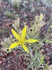 Mentzelia laevicaulis